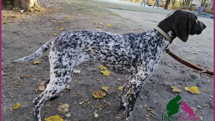 Nala - Deutsch Kurzhaar